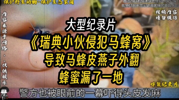 Major Documentary: “Sweden’s Spirited Young Man Invades a Hornet’s Nest, Causing Hornet-Skin Swallow