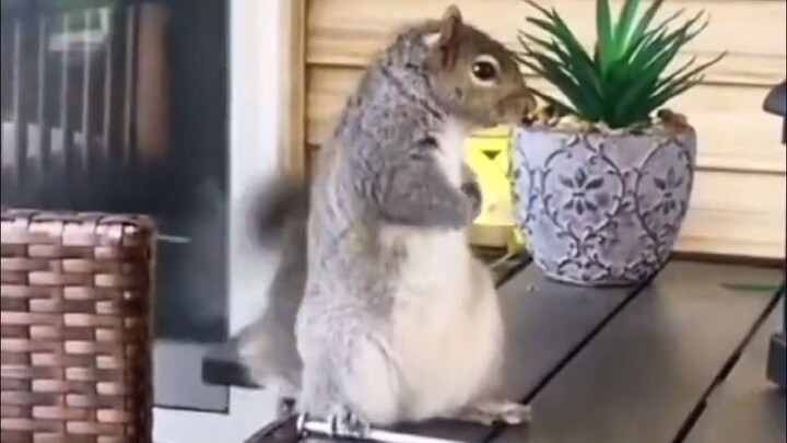 A young woman saved a drowning baby squirrel, only to receive a surprise the next day!
