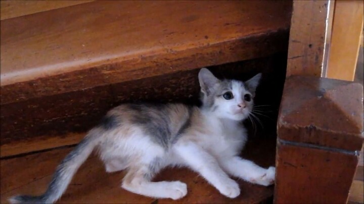 GATITA MUY ENOJADA