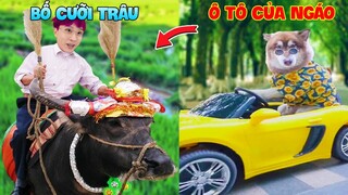 Thú Cưng Vlog | Ngáo Husky Troll Bố #33 | Chó husky vui nhộn thông minh | Dog husky funny smart