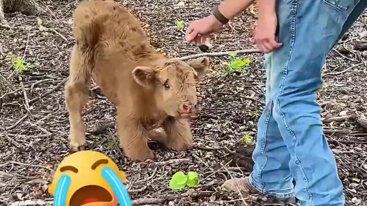 Saat sedang piknik bersama keluarga, seorang pria bertemu seekor anak sapi gunung yang berlutut deng