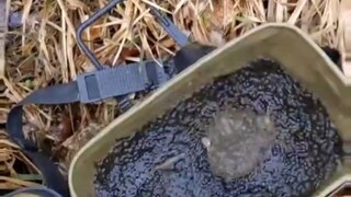 Một người nông dân nuôi ếch điên rồ đã thả 2,8 triệu quả trứng ếch vào sân nhà mình. Khi tất cả chún