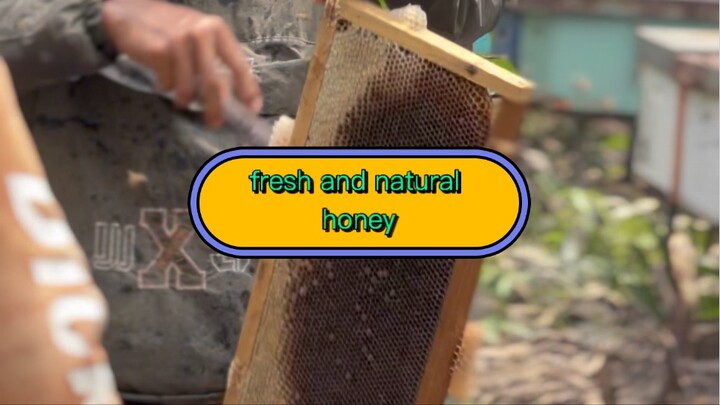 harvesting natural honey, acacia honey from indonesia