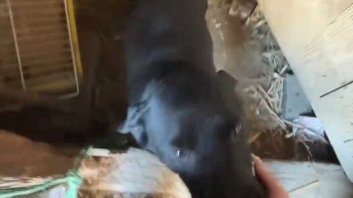 The puppy gently nibbled my hand and led me to its den to see the other puppies.