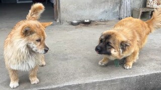 The Sheniu puppy stood up, overthrew Xiao Huang's rule, and became the boss himself!