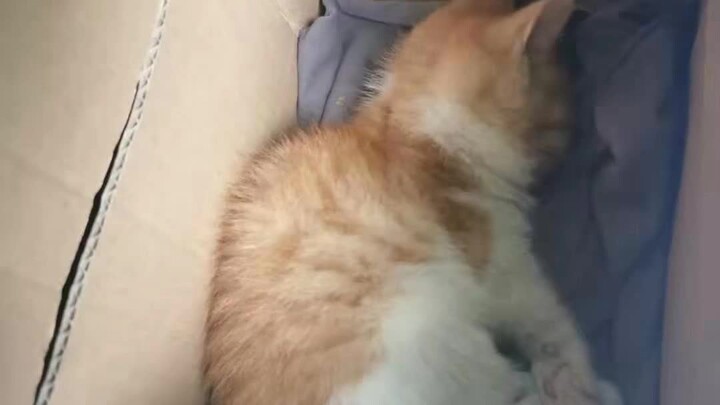 2-Month-Old Kitten Had All Four Legs Broken and Was Burned with Cigarettes… But We Won’t Give Up on 