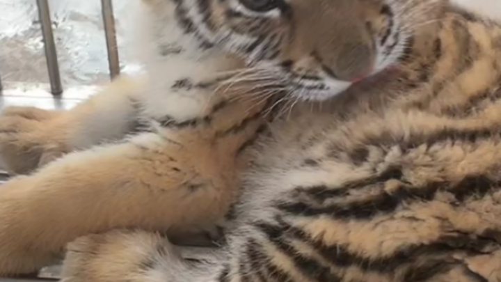 Bully the tiger while you still can!