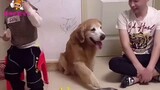 [Satwa] [Dog Person] Golden Retriever memperagakan gaya pria, sama persis