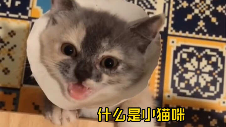 อะไรคือลูกแมวตัวเล็กๆ