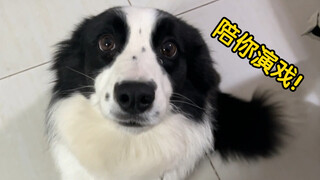 Border Collie: Ini adalah sangkar baru sang kaisar, hanya orang pintar yang bisa melihatnya!