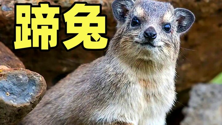 Một lúc làm quen đủ loại thỏ chân vó, hóa ra chú bé đáng yêu này lại là họ hàng gần của voi và lợn b