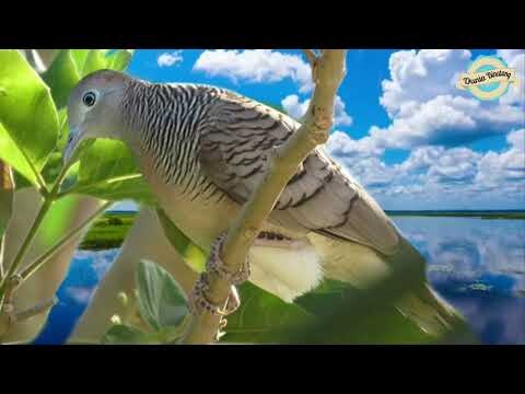 Suara Perkutut Bangkok Alam Liar ( Masteran Perkutut 2019 )