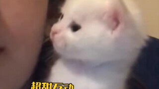 Someone Else Kisses the Cat vs. You Kiss the Cat