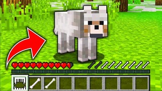 ถ้าเกิด!! ต้องมาใช้ชีวิตเป็น หมา 1 วัน ในมายคราฟ... 🐺 (Minecraft)