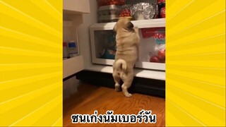 สัตว์เลี้ยงเพื่อนขนปุย : ซนเก่งนัมเบอร์วัน