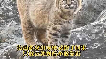 ลุงจากโรงงานผลิตเนื้อช่วยชีวิตแมวลิงซ์ตัวหนึ่งจากมือของพรานล่าสัตว์ จากการดิ้นรนขัดขืนอย่างดุเดือดตอ