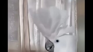 万恶之源 鹦鹉的box