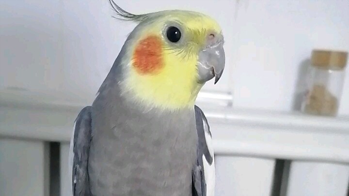 Cockatiel Sings: Doraemon + The Shepherd Boy + Piko-Piko + Imitates a Dog Barking