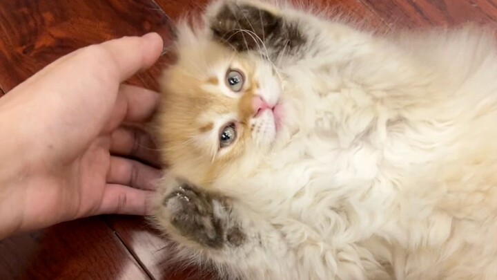 Teaching you how to tell a kitten’s personality