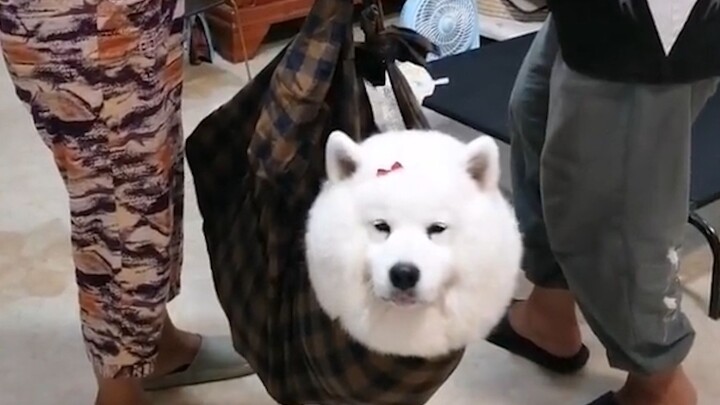 “สัตว์เลี้ยงที่คุณตาคุณยายเคยเลี้ยงในสมัยก่อน”