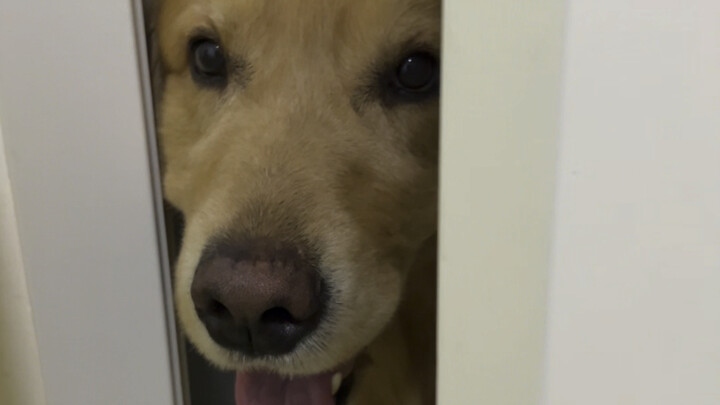 أنا أعلم أن باو بار بوالديه، ولكن ليس من الضروري أن يكون بارًا جدًا بوالديه.