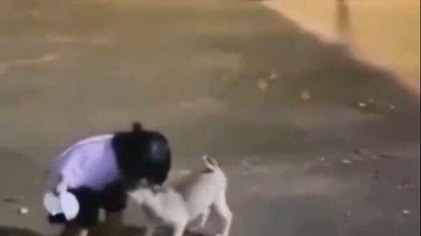 狗子：咬不过你