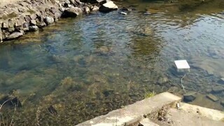 Ba mẹ chồng Trung Quốc làm món cá hấp siêu nhanh mà cực ngon_ Nguyệt Thúy