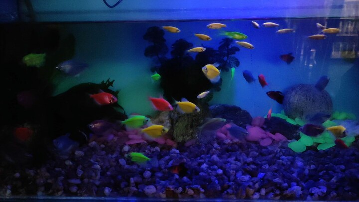 Mini fish farm ❤️ #BiliBili #Glo fish