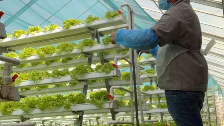 greenhouse  hydroponic farming.