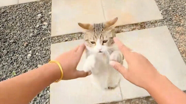The little kitten is very cunning.