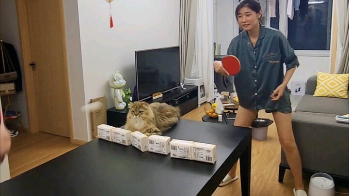 Awalnya main bola, lama-lama malah jadi main kucing; apa sih maksud buruknya merawat kucing?