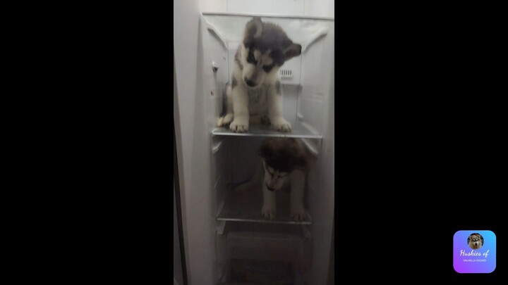 Our Husky Puppy Videos Compilation (August)
