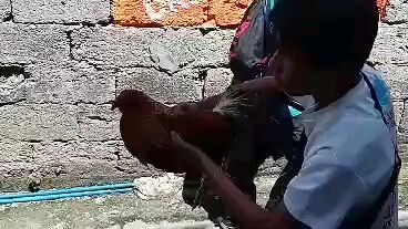 Bulik na mabagsik #kalye gaming manok ni kuya rogelio