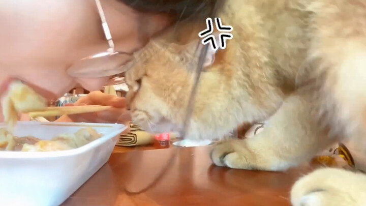 虎口夺食/主打一个大自然的竞争感/激烈