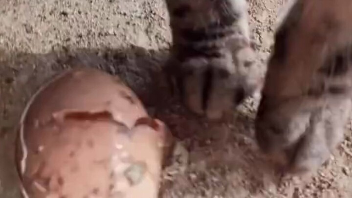 Tận mắt chứng kiến cảnh mèo con lén ăn trộm trứng!