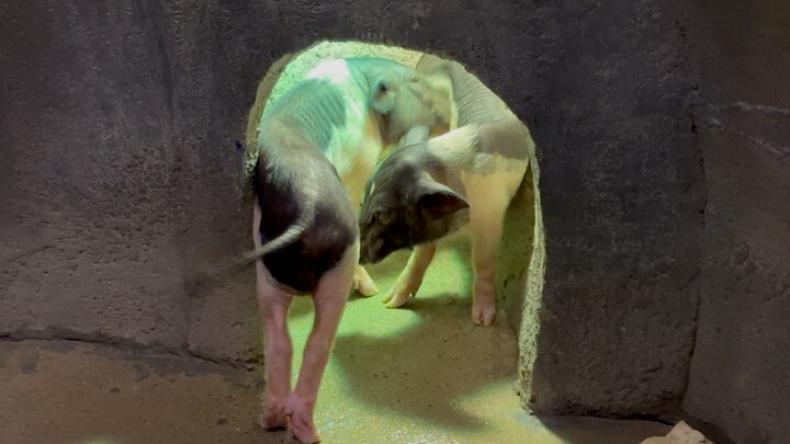 Apa yang sedang mereka lakukan ini? Saling memanjakan bayi?