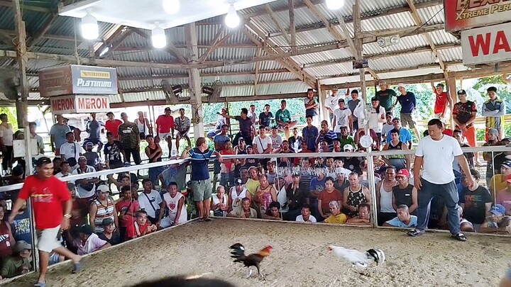 win2x 🏆 SA wala po sakin white rooster. 1rsth fight🐓🐓
