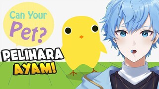 PELIHARA AYAM LUCU ! - Can Your Pet ?
