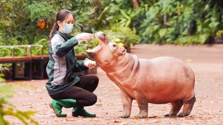 When I found out the hippo was a girl, my heart actually skipped a beat!