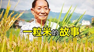 这是一粒米 也是文明的证书 —— 中华米文化