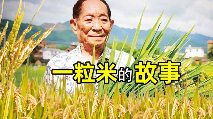 这是一粒米 也是文明的证书 —— 中华米文化