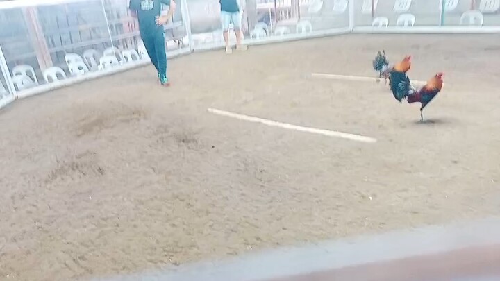 Toto and friends 1st fight december 31, 2024