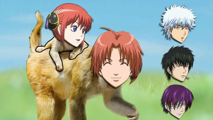 Gintama animal version, turn into a monkey!