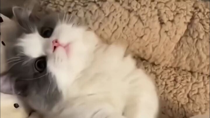 Eggs, duck eggs, and poached eggs—let this cute kitten show you!