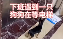 Dog: Thank you, I’ll treat you to a meal next time.