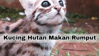 Kucing Hutan Makan Rumput