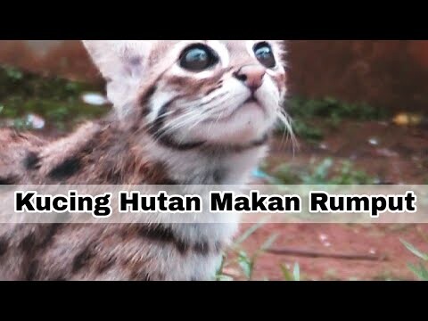 Kucing Hutan Makan Rumput