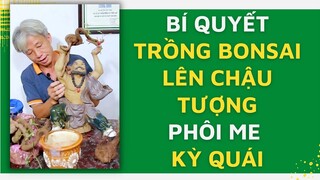 Bí quyết TRỒNG BONSAI lên CHẬU TƯỢNG - Phôi ME THÁI KỲ QUÁI l Dương Cây Cảnh