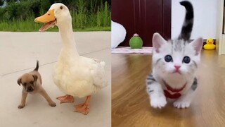 Cute And Funny Baby Animals Compilation 2021 | Cute Baby Animals Doing Funny Things | Funny Pets