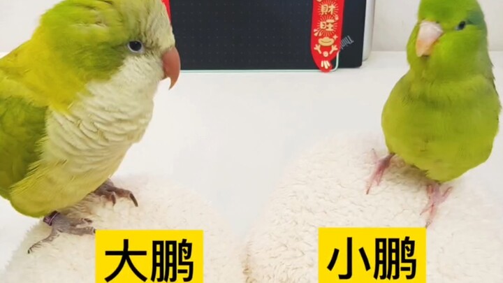 Không thể từ chối khi gà con ở nhà trẻ nhất quyết đòi biểu diễn